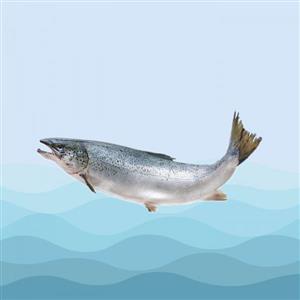 ماهی سالمون ویژه 