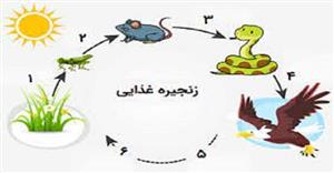 پاورپوینت زنجیره غذایی و شبکه غذایی