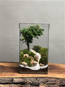 تراریوم بنسای نانا طرح مکعب زندگی