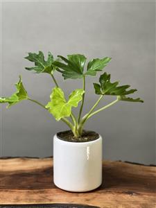 برگ انجیری فر رومیزی