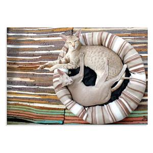 پوستر طرح زوج گربه در خواب Siamese Cat Couple Lie مدل NV0905 