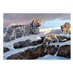 پوستر طرح حیوانات خانواده پلنگ های برفی Snow Leopard Family مدل NV0930