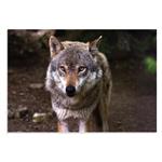 پوستر طرح حیوانات Wolf مدل NV0918