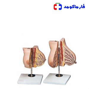 مولاژ سینه قبل و بعد زایمان