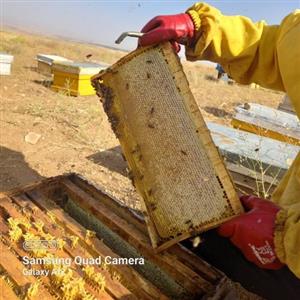 عسل موم‌ دار (شان) طبیعی