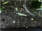 شریمپ میگو بلوبلت و بلو استیل Shrimp Blue Bolt Steel