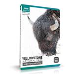 مستند پارک ملی یلو استون YELLOWSTONE