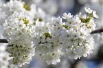 اسانس خوشبو کننده گل های سفید ( White Flowers )