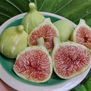 نهال انجیر زرد ژاپنی کد Q-96