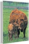 کتاب پرورش گاو ارگانیک تغذیه و خوراک دهی