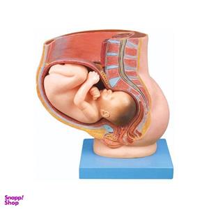 بازی آموزشی طرح مولاژ حاملگی جنین در رحم مدل ASM63