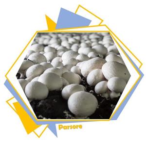کربنات کلسیم مخصوص پرورش قارچ ( Calcium carbonate ) 500 گرمی