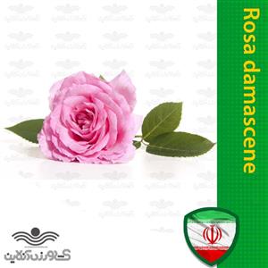 بذر گل محمدی آذر سبزینه مدل A205