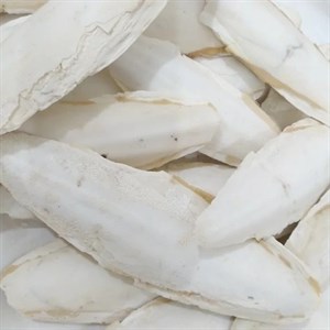 کف دریا  کد sc21 وزن 100گرم