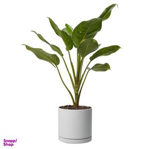 گیاه طبیعی آگلونما مدل هندوانه ای کد 10324/2202