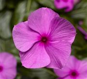 Catharanthus Roseus seed