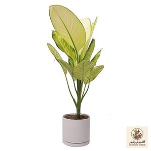 گیاه طبیعی دیفن باخیا کاملیا کد 10513/2203