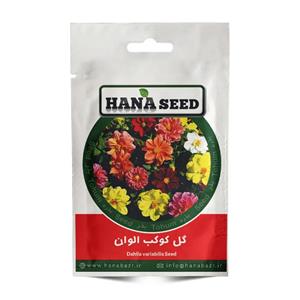 بذر گل کوکب - Dahlia seed