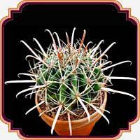 بذر کاکتوس - Ferocactus Herrerae seed 