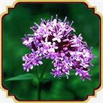 بذر گیاه سنبل الطیب - Valerian seed