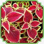 بذر گل حسن یوسف - Coleus Scarlet seed