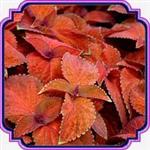 بذر گل حسن یوسف - Coleus Sunset seed