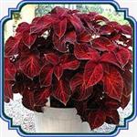 بذر گل حسن یوسف - Coleus Velvet Red seed