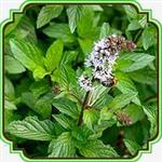 بذر پونه - Mentha pulegium seed