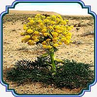 بذر آنغوزه - Ferula assa-foetida seed 