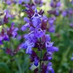  Salvia officinalis seed