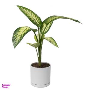 گیاه  طبیعی دیفن باخیا سگوئین کد 10523/2203