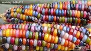 بذر ذرت رنگی - Corn Rainbow seed