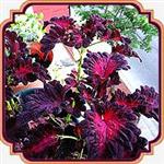 بذر گل حسن یوسف - Coleus Black Dragon seed