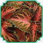 بذر گل حسن یوسف - Coleus Sunrise seed