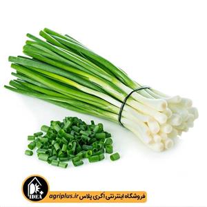 بذر پیازچه Scallion seed 