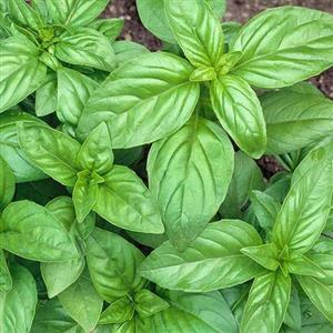 بذر سبزی ریحان سبز - Basil seed 