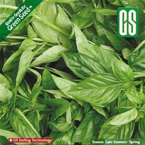 بذر سبزی ریحان سبز - Basil seed 