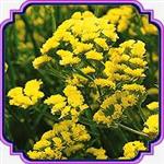 بذر گل لیمونیوم (زرد) - Limonium Sinuatum seed