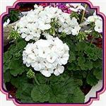 بذر گل شمعدانی (سفید) - Pelargonium hortorium white seed