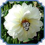 بذر گل کوکب (سفید) - Dahlia Figaro seed