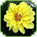 بذر گل کوکب (زرد) - Dahlia Figaro seed