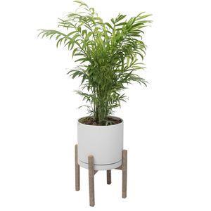 گیاه طبیعی نخل شامادورا کد 2203/5102