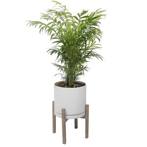 گیاه طبیعی نخل شامادورا کد 2203/5102