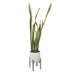 گیاه  طبیعی سانسوریا ابلق مدل 2203/5102