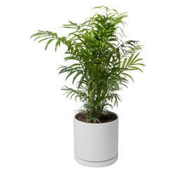 گیاه طبیعی نخل شامادورا کد 11022/2202