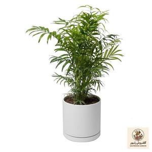 گیاه طبیعی نخل شامادورا کد 11022/2202