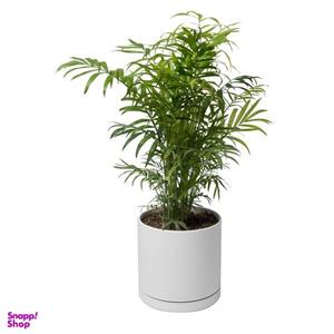 گیاه طبیعی نخل شامادورا کد 11023/2203