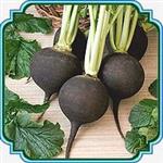 بذر ترب سیاه - Black Spanish Radish seed