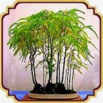 بذر مناسب بنسای لیلکی - Honey locust Bonsai seed