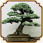 بذر مناسب بنسای کاج نوئل آبی - Blue Spruce Bonsai seed